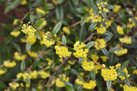 berberis julianae wintergreen burberry|wintergreen barberry shrub.